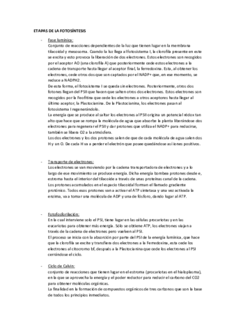 FOTOSINTESIS.pdf