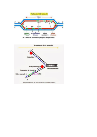 REPLICACION.pdf