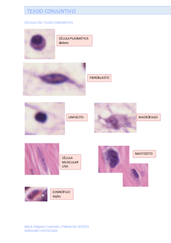 IMAGENES-HISTOLOGIA.pdf