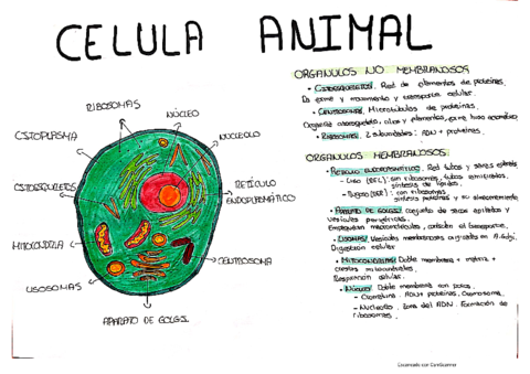 Celula-eucariota.pdf