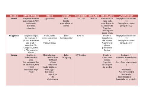PRUEBA-ENZIMATICApdf.pdf