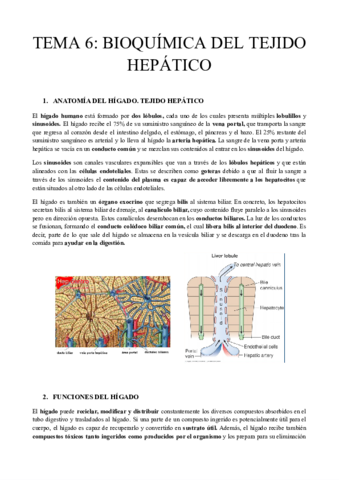 TEMA-6-BIOQUIMICA-DEL-TEJIDO-HEPATICO.pdf