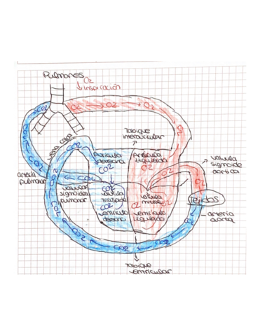 Anatomia-corazon.pdf