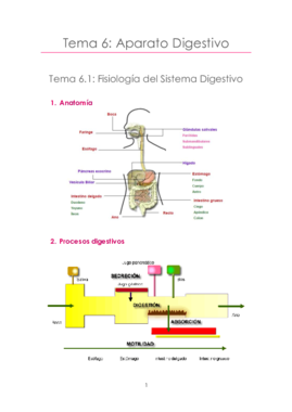 Tema 6 Aparato Digestivo.pdf