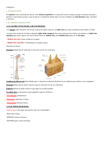 TEMA4ANATOMIAISABEL.pdf