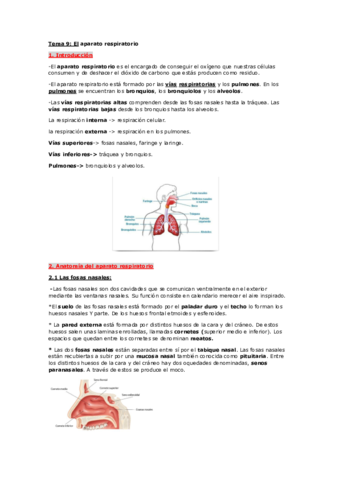 ISABELTEMA9ANATOMIA.pdf