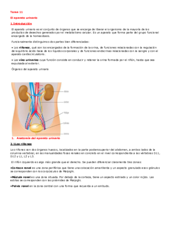 TEMA11ANATOMIA.pdf