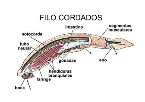 ANIMALES-4-Cordados.pdf