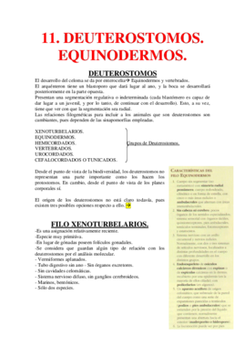 11. Deuterostomos. Equinodermos.pdf