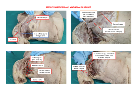 Miembro-superior.pdf
