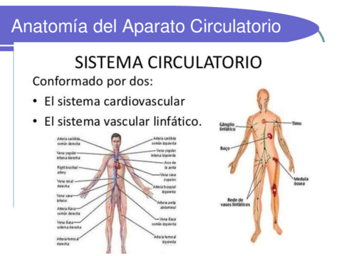 aparatocirculatorio-y-sus-patologias-2.pdf