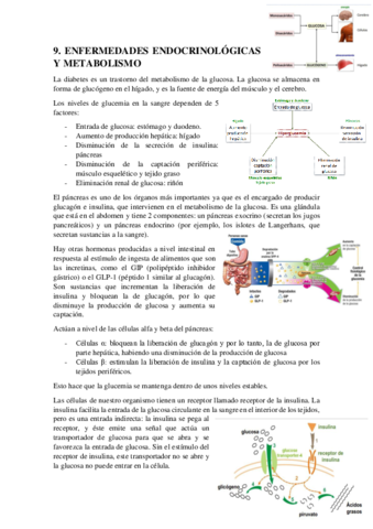 TEMA-9-FFG-ENDOCRINO.pdf