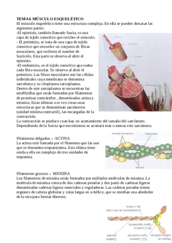 APUNTES-FISIOLOGIA-TEMA-6-8101214-y16.pdf
