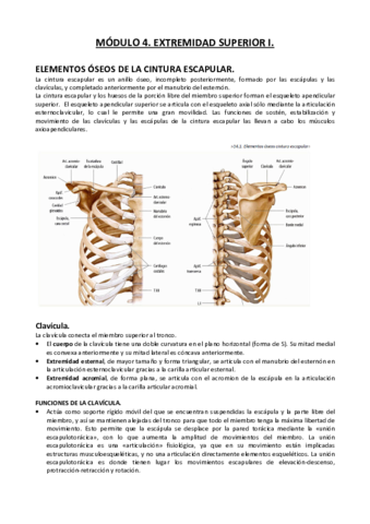 APUNTES-ANATOMIA-I-MODULO-4.pdf