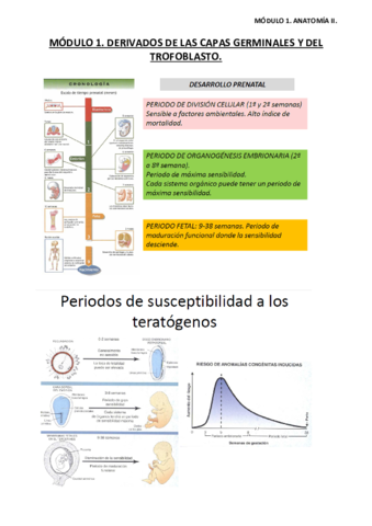 APUNTES-ANATOMIA-II-MODULO-1.pdf