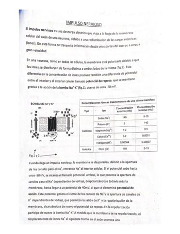 IMPULSO-NERVIOSO.pdf