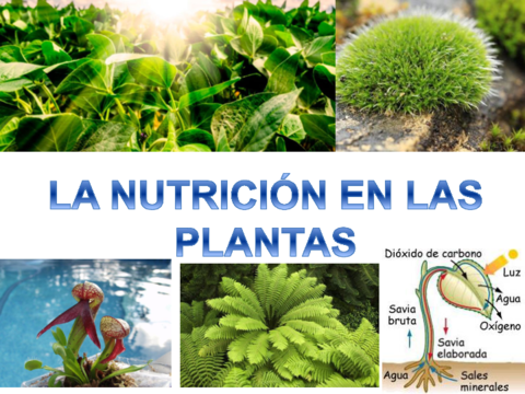 T6-La-nutricion-en-las-plantas.pdf
