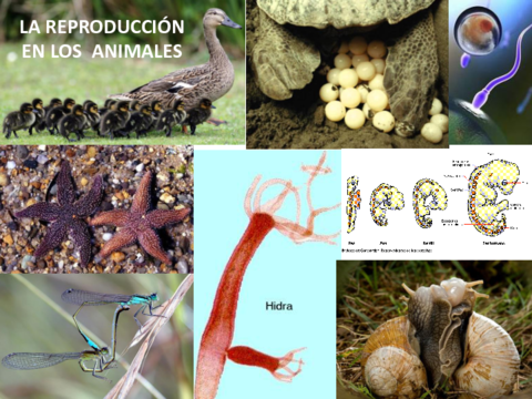 T11-La-reproduccion-de-los-animales-20-21.pdf