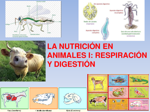 T7Respiracion-y-digestion-en-animales.pdf