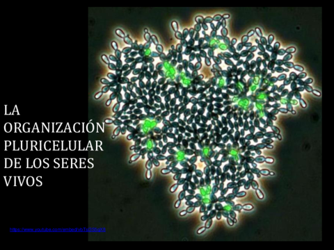 T3-La-organizacion-pluricelular-de-los-seres-vivos.pdf