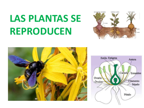 REPRODUCCION-EN-PLANTA-20-21.pdf