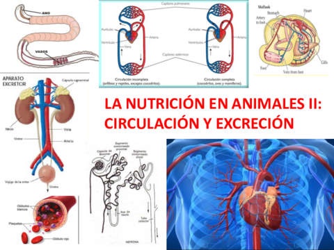 T8-Circulacion-y-excrecion.pdf