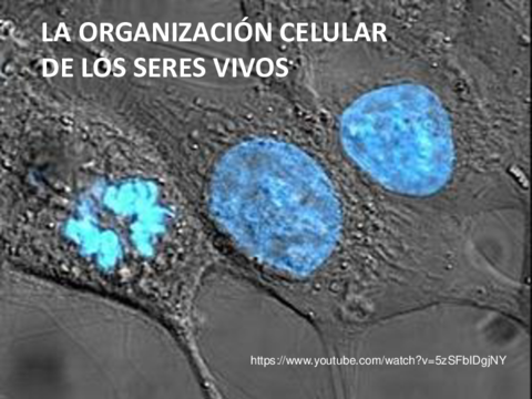 T2-La-organizacion-celular-de-los-serres-vivos.pdf