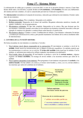 Tema 17.- Sistema motor.pdf