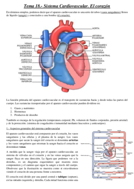 Tema 18.- Sistema cardiovascular. Corazón.pdf