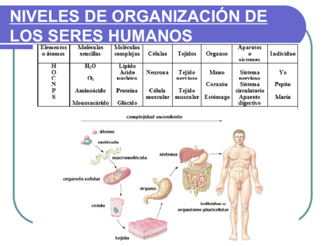 Organizacion-del-cuerpo-humano-2.pdf