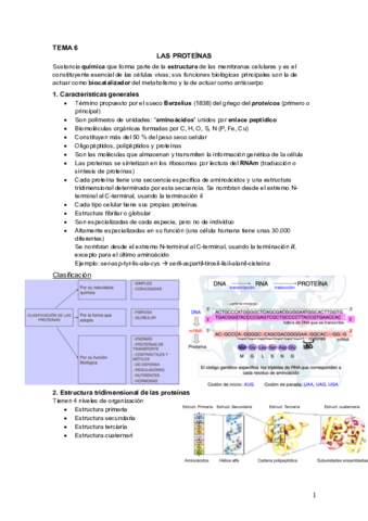 Tema 6.Proteínas
