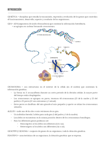 TEMA 2: GENES CROMOSOMAS Y ENFERMEDADES
