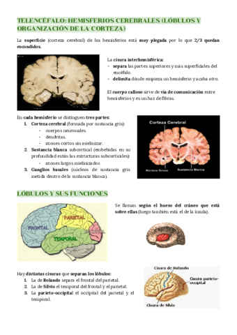 TEMA 5: ANATOMIA FUNCIONAL DEL SN