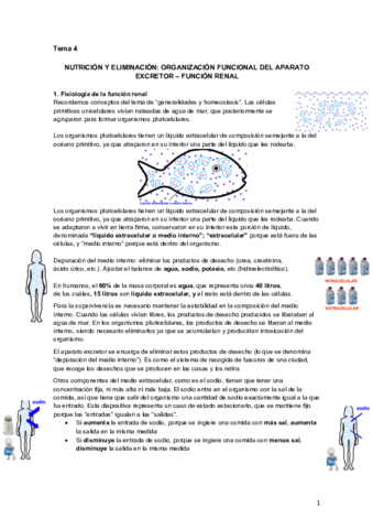 Tema 4.1 Aparato excretor