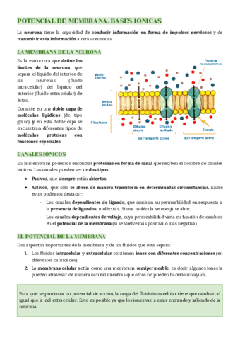 TEMA 6: COMUNICACION NEURONAL