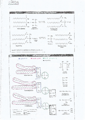 els-lipids-3.pdf