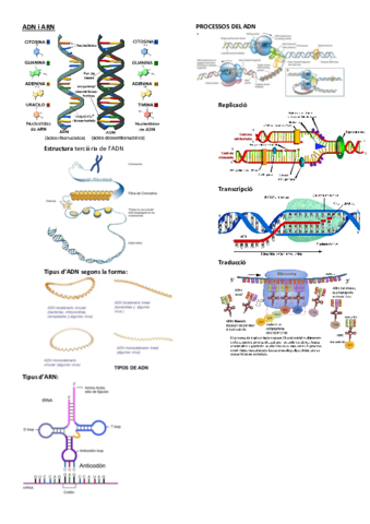 ADN-i-ARN-2.pdf