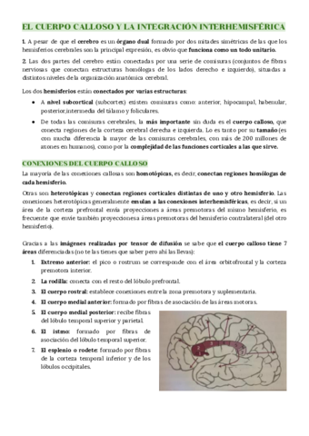 TEMA 7: LATERALIZACION HEMISFERICA