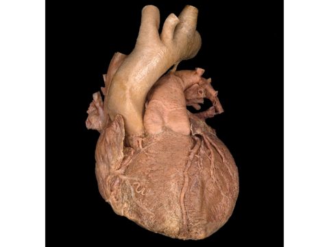 Cardiovascular-Online.pdf
