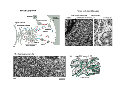5-Ruta-Biosintetica-secretora-CTA.pdf