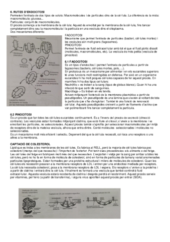 Tema-6-Cellular.pdf