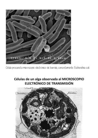 Estandar-2.pdf