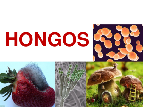 Hongos.pdf