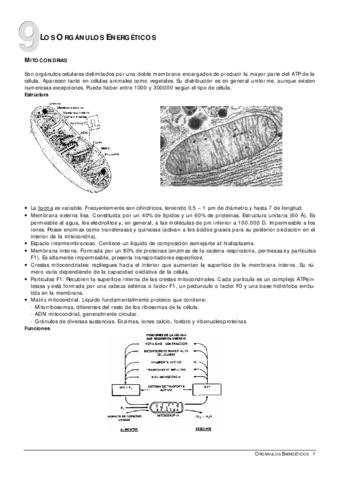 09Organulosenergeticos.pdf
