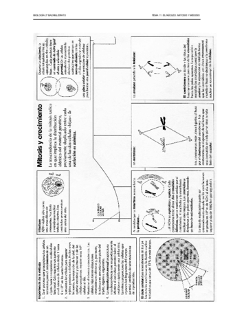 11nucleomitososmeiosisesquemasactividades.pdf