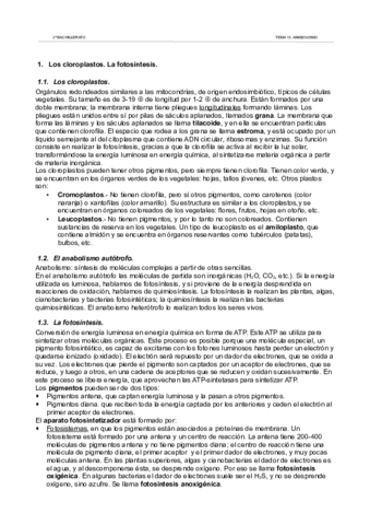 13anabolismoapuntes.pdf