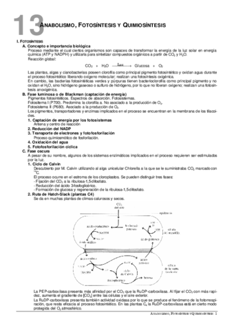 13Anabolismofoto-yquimiosintesis.pdf