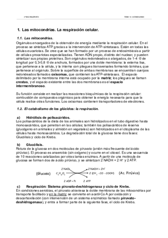 13catabolismoapuntes.pdf