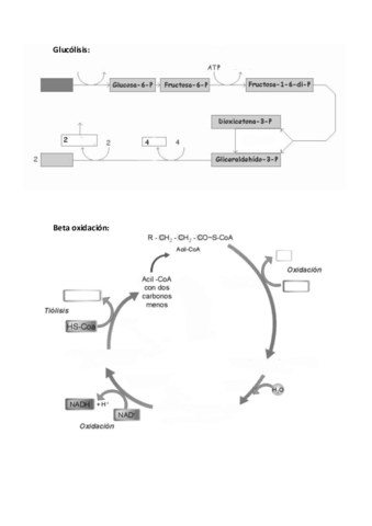 13resumencatabolismomudorevisado.pdf