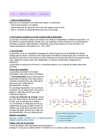 TEMA-12-.pdf